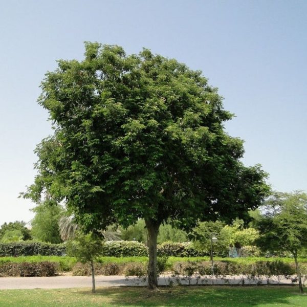 Albizia (2) Albizia lebbeck