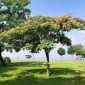 Albizia lebbeck