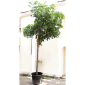 Neem Tree