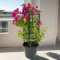 Bougainvillea