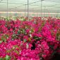 Bougainvillea