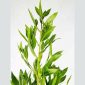Conocarpus