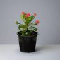 Euphorbia Millii