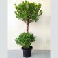 Ficus Panda