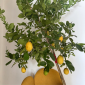 Lemon Tree