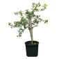 Lemon Tree