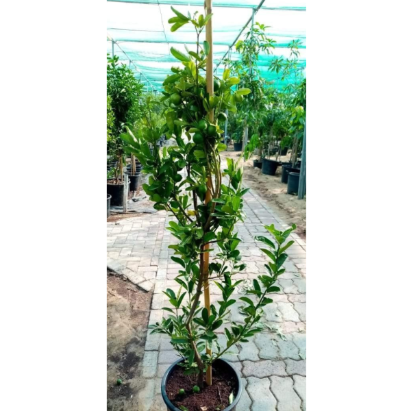 Lemon Tree (4) Lemon Tree