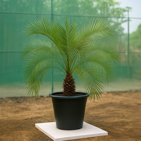 Phoenix Palm Phoenix Palm
