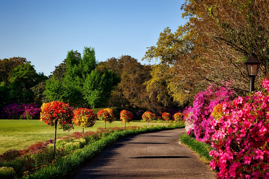Outdoor Plants